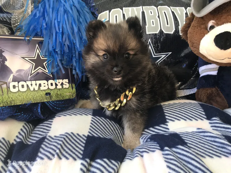 CKC Night Rider  – Pomeranian puppy for sale in Taylor, TX