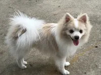 AKC “Yeti”  (reduced), a male Pomeranian for sale in Taylor, TX – 5 of 8