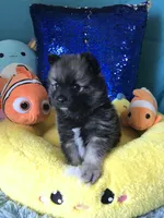 CKC Night Rider , a male Pomeranian for sale in Taylor, TX – 2 of 6