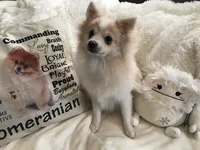 AKC “Yeti” , a male Pomeranian for sale in Taylor, TX – 6 of 6