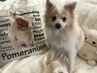 AKC “Yeti” , a male Pomeranian for sale in Taylor, TX – 2 of 6