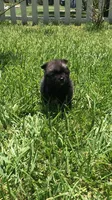 CKC Night Rider , a male Pomeranian for sale in Taylor, TX – 4 of 6