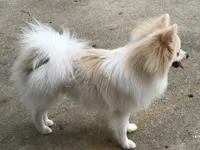 AKC “Yeti”  (reduced), a male Pomeranian for sale in Taylor, TX – 6 of 8
