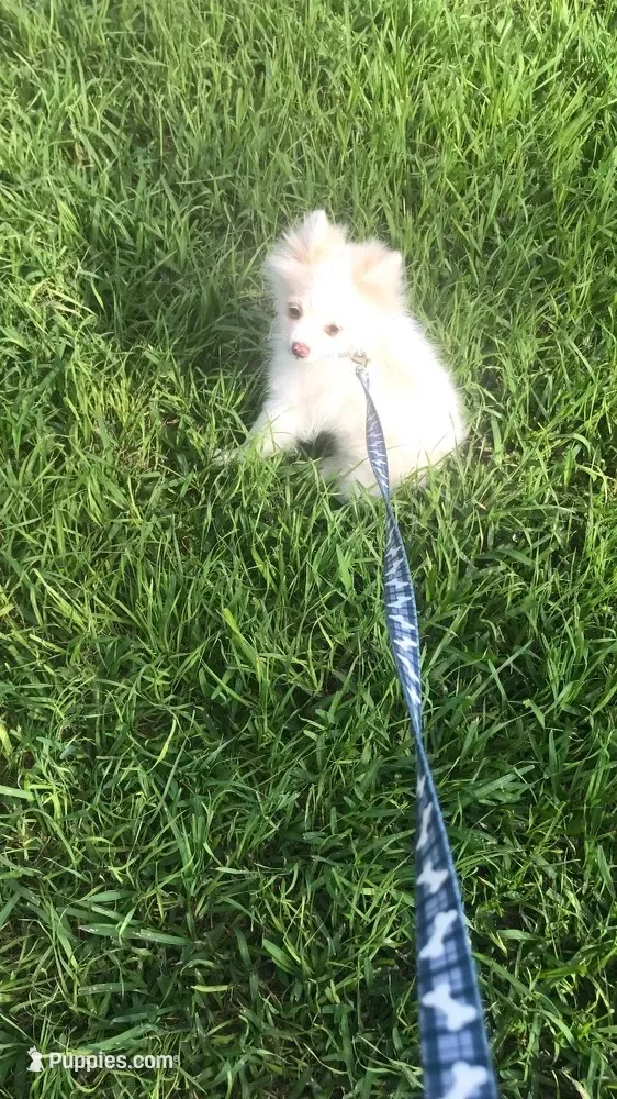 AKC “Yeti”  (reduced), a male Pomeranian for sale in Taylor, TX – 1 of 8