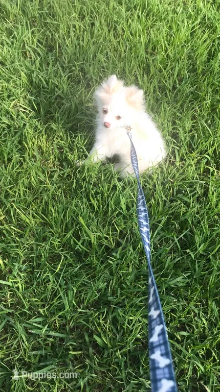 AKC “Yeti”  – Pomeranian puppy for sale in Taylor, TX