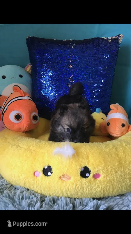 CKC Night Rider  – Pomeranian puppy for sale in Taylor, TX