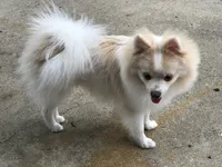 AKC “Yeti”  (reduced), a male Pomeranian for sale in Taylor, TX – 7 of 8