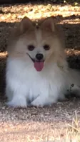 AKC “Yeti”  (reduced), a male Pomeranian for sale in Taylor, TX – 8 of 8