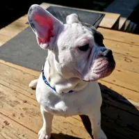 Thor, a male English Bulldog and French Bulldog for sale in Washington, PA – Photo 2 of 3