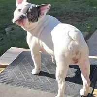 Thor, a male English Bulldog and French Bulldog for sale in Washington, PA – Photo 3 of 3