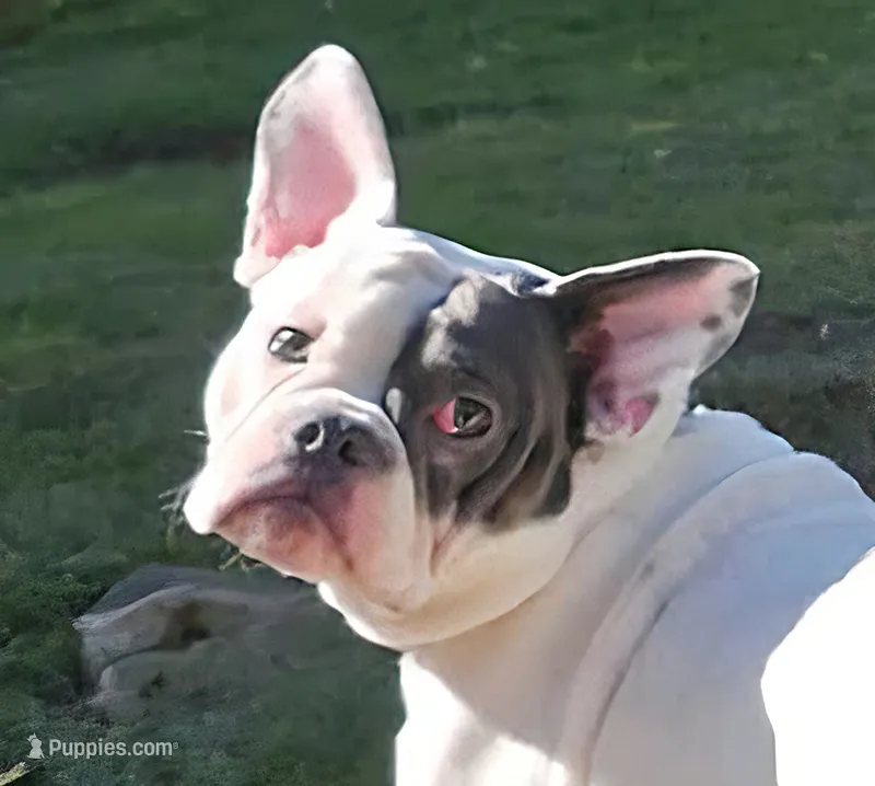 Thor – English Bulldog, French Bulldog puppy for sale in Washington, PA