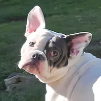 Thor, a male English Bulldog and French Bulldog for sale in Washington, PA – Photo 1 of 3