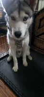 Compass, a male Siberian Husky for sale in Washington, PA – Photo 2 of 4