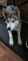 Compass, a male Siberian Husky for sale in Washington, PA – Photo 3 of 4