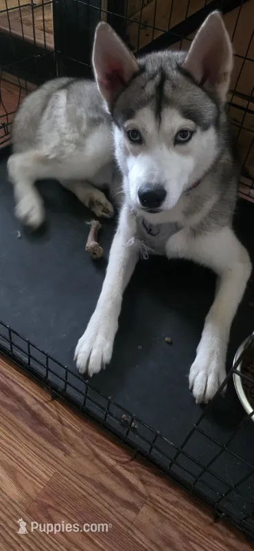 Compass – Siberian Husky puppy for sale in Washington, PA