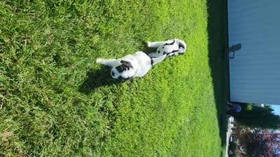 Boy 1, a male Miniature Bernedoodle for sale in Atlanta, IN – 3 of 5