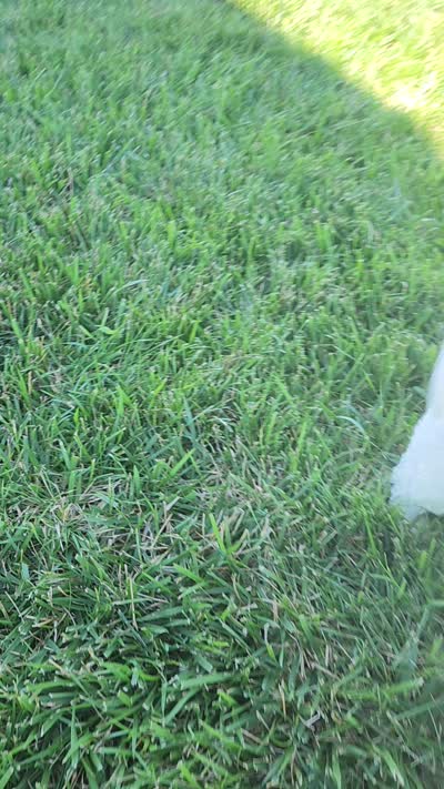 Boy 2, a male Miniature Bernedoodle for sale in Atlanta, IN – 4 of 4