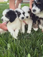 Boy 4 "Clifford", a male Miniature Bernedoodle for sale in Atlanta, IN – 10 of 10