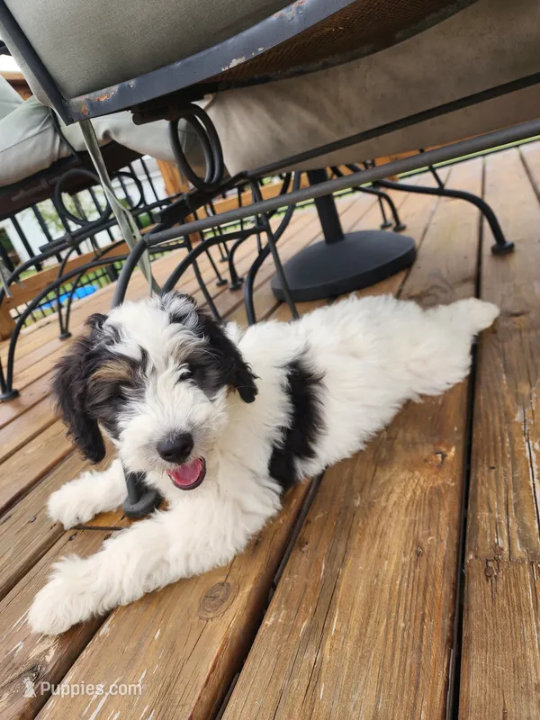 Boy 1 "Harlow" – Miniature Bernedoodle puppy for sale in Atlanta, IN