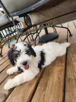 Boy 1 "Harlow", a male Miniature Bernedoodle for sale in Atlanta, IN – 1 of 8