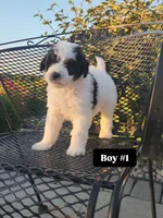 Boy 1, a male Miniature Bernedoodle for sale in Atlanta, IN – 2 of 5