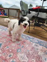 Boy 1 "Harlow", a male Miniature Bernedoodle for sale in Atlanta, IN – 3 of 8