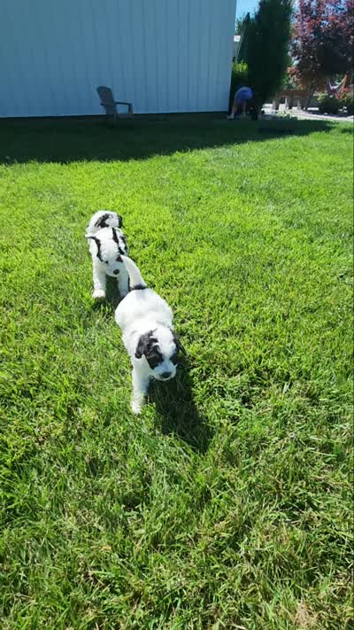 Boy 1, a male Miniature Bernedoodle for sale in Atlanta, IN – 4 of 5