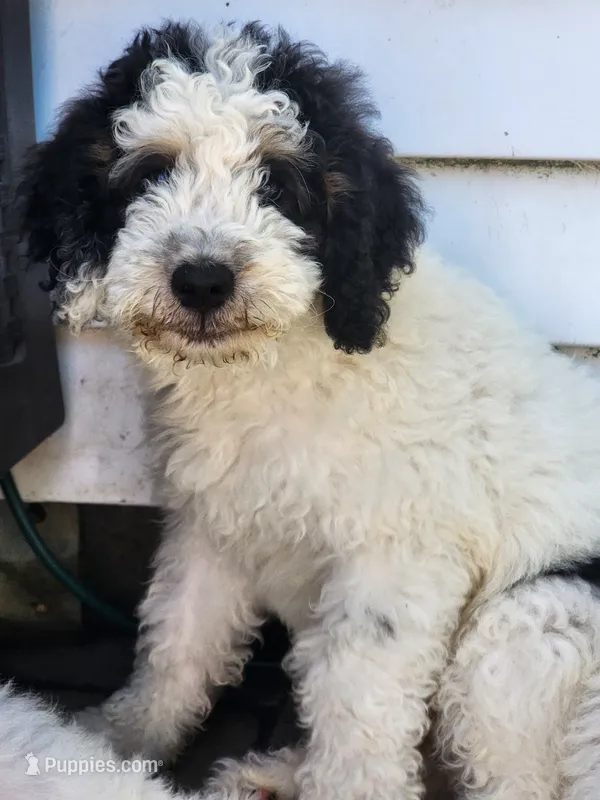 Boy 4 – Miniature Bernedoodle puppy for sale in Atlanta, IN