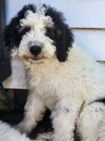 Boy 4 "Clifford", a male Miniature Bernedoodle for sale in Atlanta, IN – 5 of 10