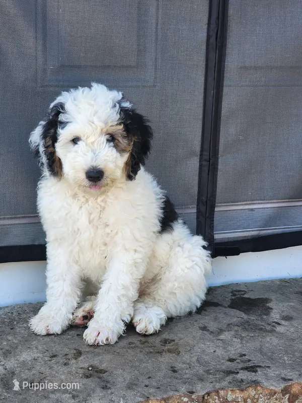 Boy 3 – Miniature Bernedoodle puppy on hold in Atlanta, IN