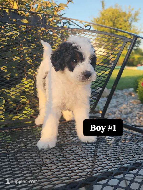 Boy 1 – Miniature Bernedoodle puppy for sale in Atlanta, IN