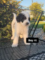Boy 1, a male Miniature Bernedoodle for sale in Atlanta, IN – 1 of 5