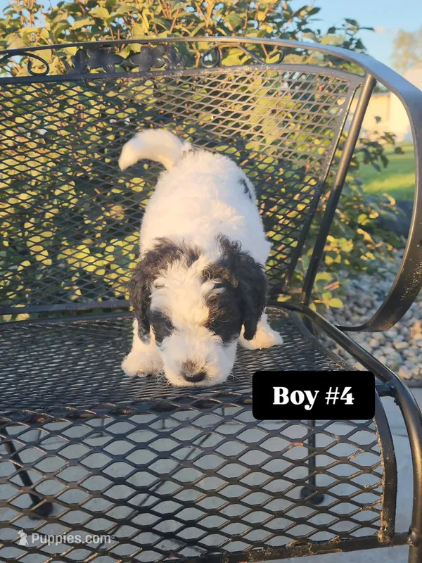 Boy 4 – Miniature Bernedoodle puppy for sale in Atlanta, IN