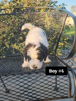 Boy 4, a male Miniature Bernedoodle for sale in Atlanta, IN – 1 of 5