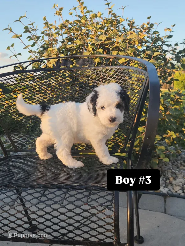 Boy 3 – Miniature Bernedoodle puppy for sale in Atlanta, IN
