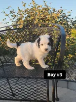 Boy 3, a male Miniature Bernedoodle for sale in Atlanta, IN – 1 of 5