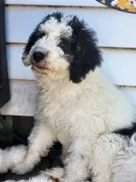 Boy 4 "Clifford", a male Miniature Bernedoodle for sale in Atlanta, IN – 7 of 10