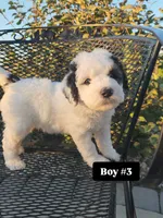 Boy 3, a male Miniature Bernedoodle for sale in Atlanta, IN – 2 of 5