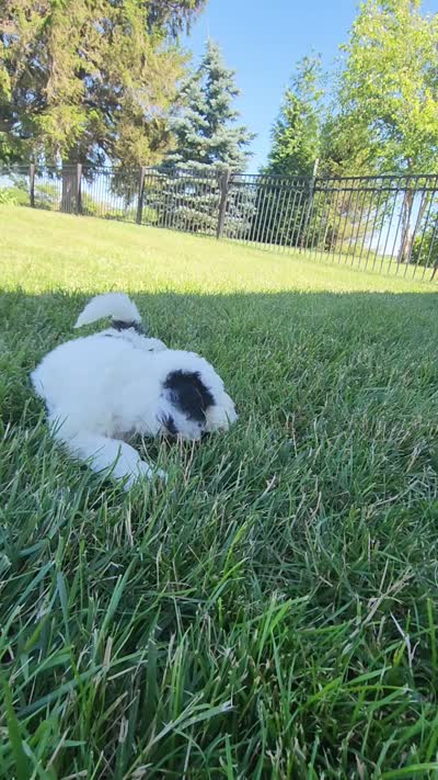 Boy 1, a male Miniature Bernedoodle for sale in Atlanta, IN – 5 of 5