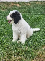 Boy 4 "Clifford", a male Miniature Bernedoodle for sale in Atlanta, IN – 3 of 10