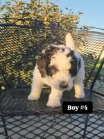 Boy 4, a male Miniature Bernedoodle for sale in Atlanta, IN – 2 of 5