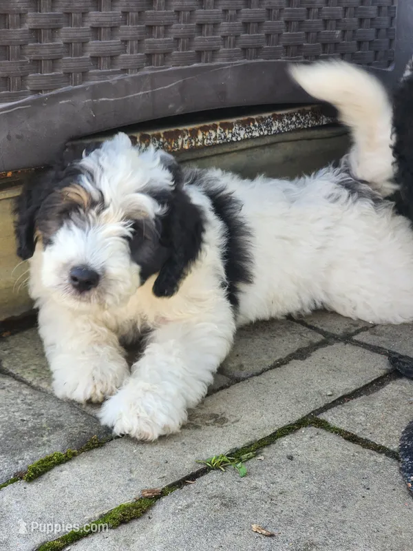 Boy 1 – Miniature Bernedoodle puppy for sale in Atlanta, IN