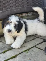 Boy 1 "Harlow", a male Miniature Bernedoodle for sale in Atlanta, IN – 5 of 8