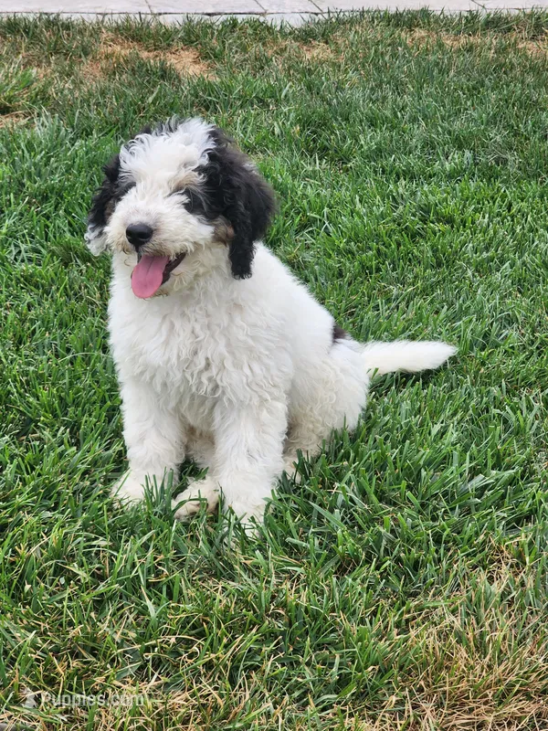 Boy 4 "Clifford" – Miniature Bernedoodle puppy for sale in Atlanta, IN