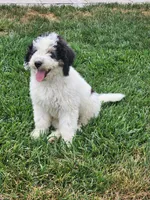 Boy 4 "Clifford", a male Miniature Bernedoodle for sale in Atlanta, IN – 1 of 10