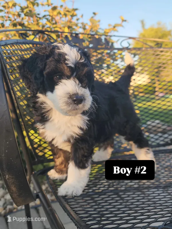Boy 2 – Miniature Bernedoodle puppy for sale in Atlanta, IN