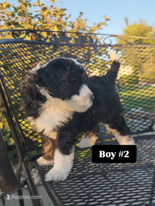 Boy 2 – Miniature Bernedoodle puppy for sale in Atlanta, IN
