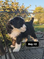 Boy 2, a male Miniature Bernedoodle for sale in Atlanta, IN – 1 of 4