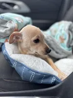 Percy, a male Chihuahua for sale in Pinconning, MI – Photo 1 of 2