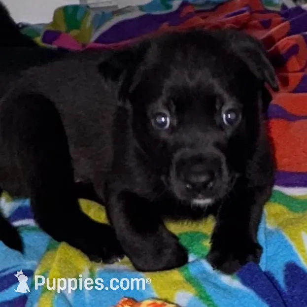Red, a male Alaskan Husky and Labrador Retriever for sale in Port Saint Lucie, FL – Photo 2 of 2